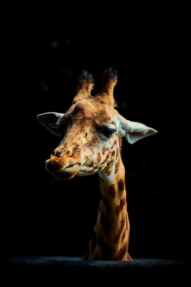 girafe-404